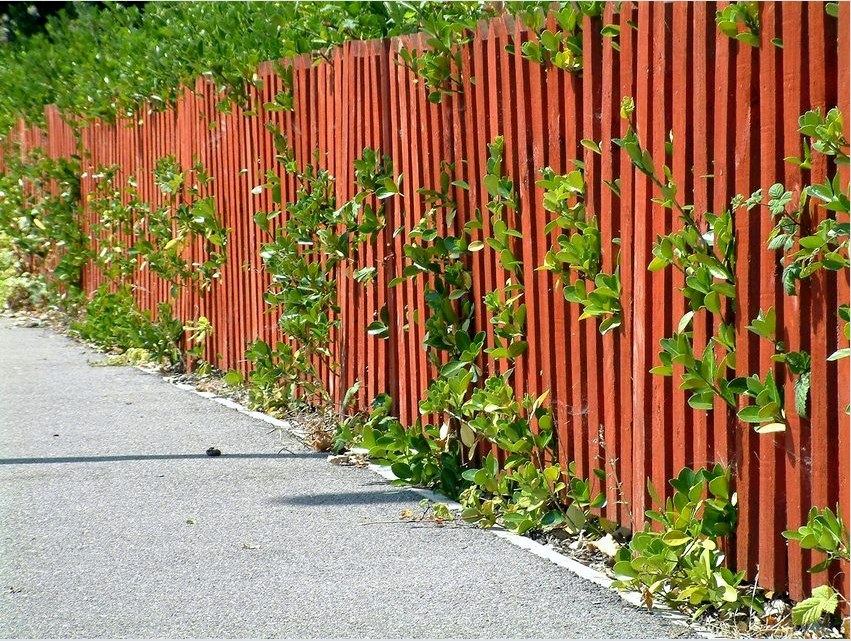 Hagyományos, világos színű festett kerítés