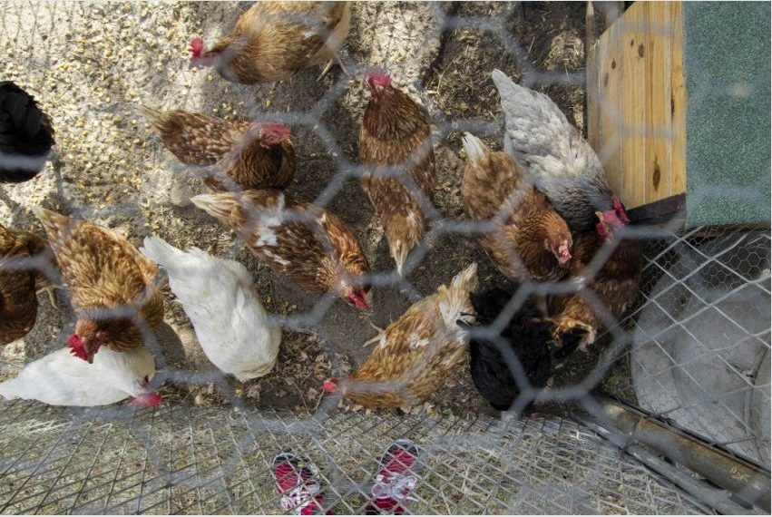 Ház elrendezésekor helyet kell biztosítani a csirkék sétálására
