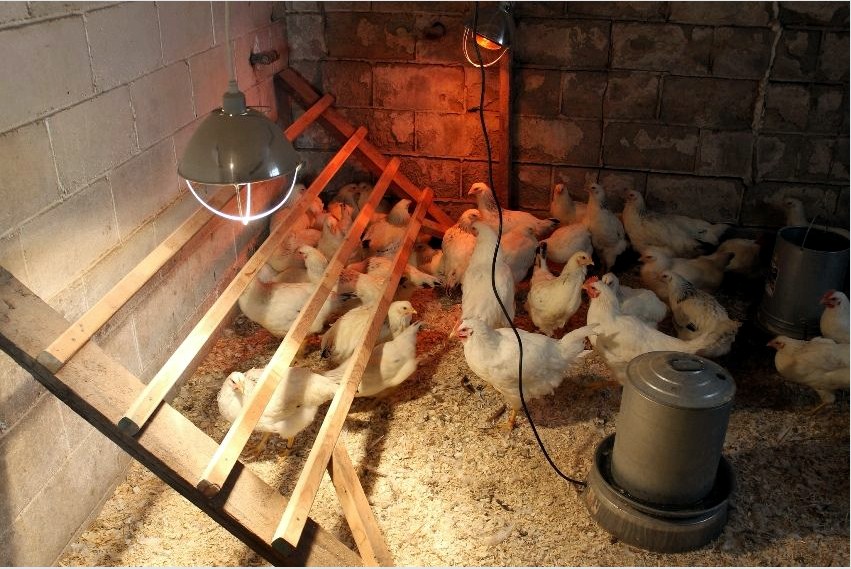IR és hagyományos lámpák használata a csirkehús melegítéséhez és megvilágításához