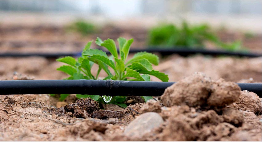 Csepegtető öntözés hordóból üvegházra: a jó termés garanciája