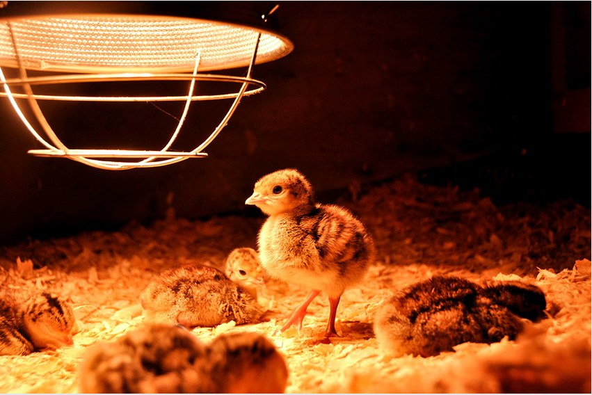Az infravörös csirkemelegítő lámpa optimális hőmérsékletet tart télen