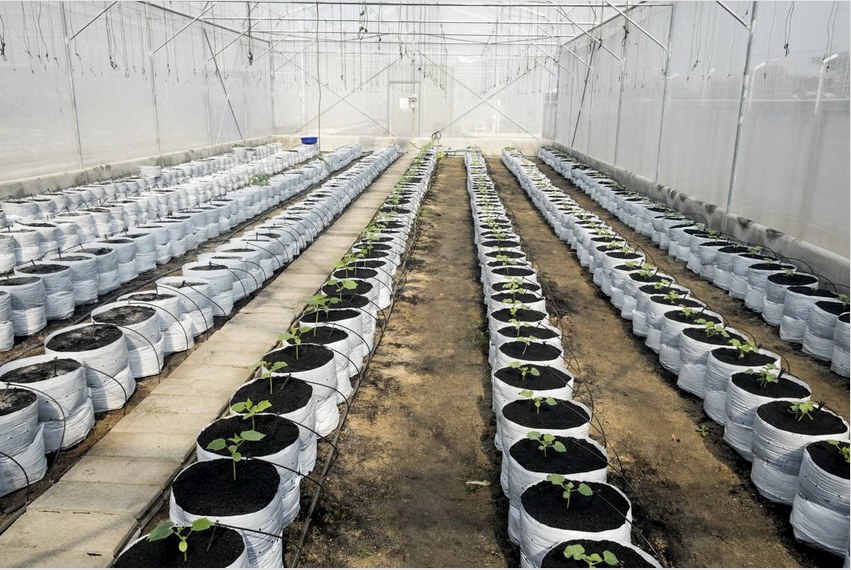 Az üvegházban nagyszámú növény esetében jobb automatikus vagy félautomata öntözőrendszert telepíteni