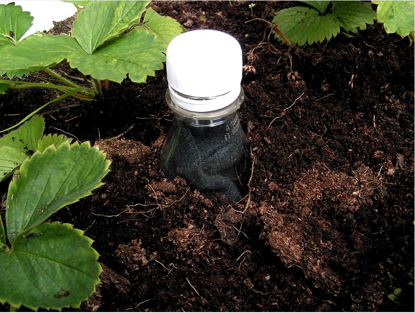 A műanyag palackból történő öntözés legnépszerűbb módja a tartályok ásása növények között
