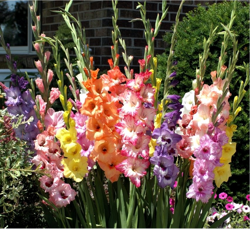 Gladioli - hagyományos virágok nyaralókban