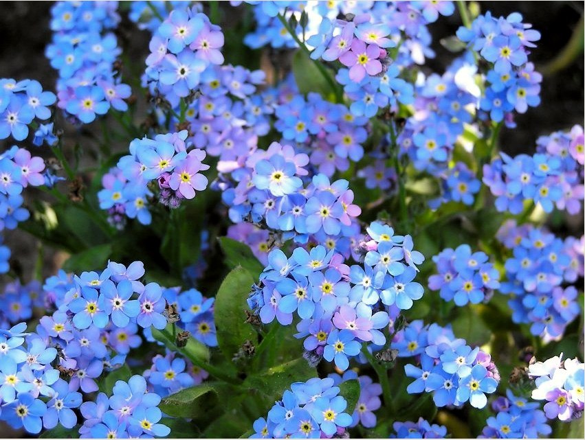 Felejtsd el a kis kék és kék virágokat