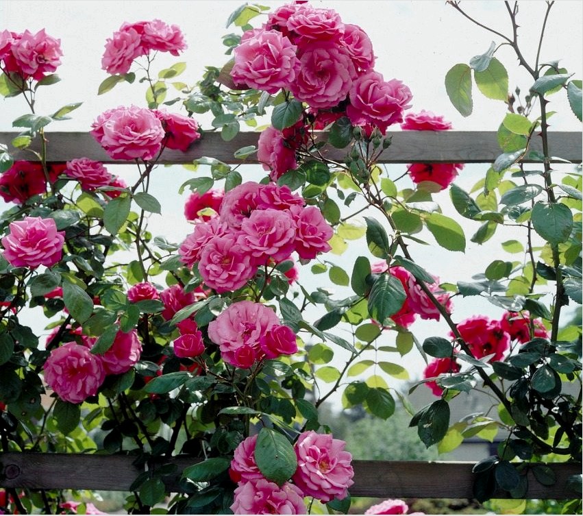 Fonott rózsa ültetik kerítések, pergolák vagy ívek közelében.