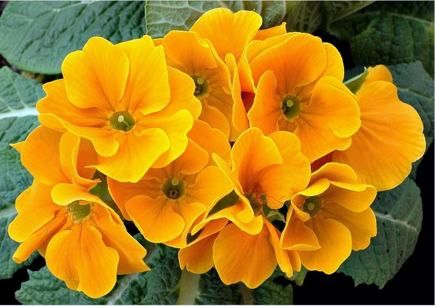 A kankalin az egyik legkorábban virágzó évelő növény.