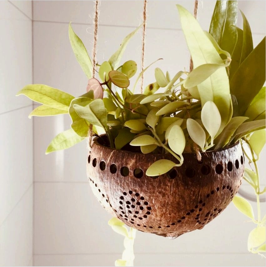A virágcserépnek köszönhetően a lakás, a konyha vagy a folyosó bármely helyét zöldítheti, főleg az, hogy figyelembe veszi a növények igényeit