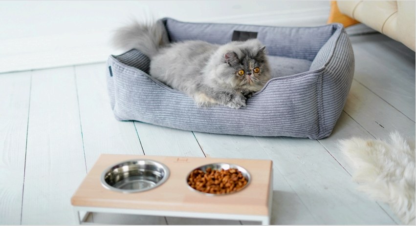 DIY macska körmök: a felületek védelmének módja