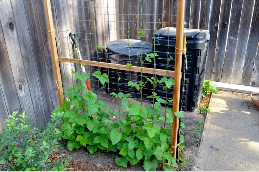 Annak érdekében, hogy egy kis területen eltakarja a komposztort, használhat egy szitát és a növények szövését