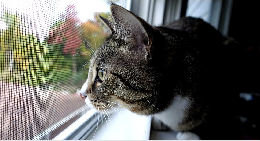 „Antikoshka”: ablakháló háziállatok védelmére