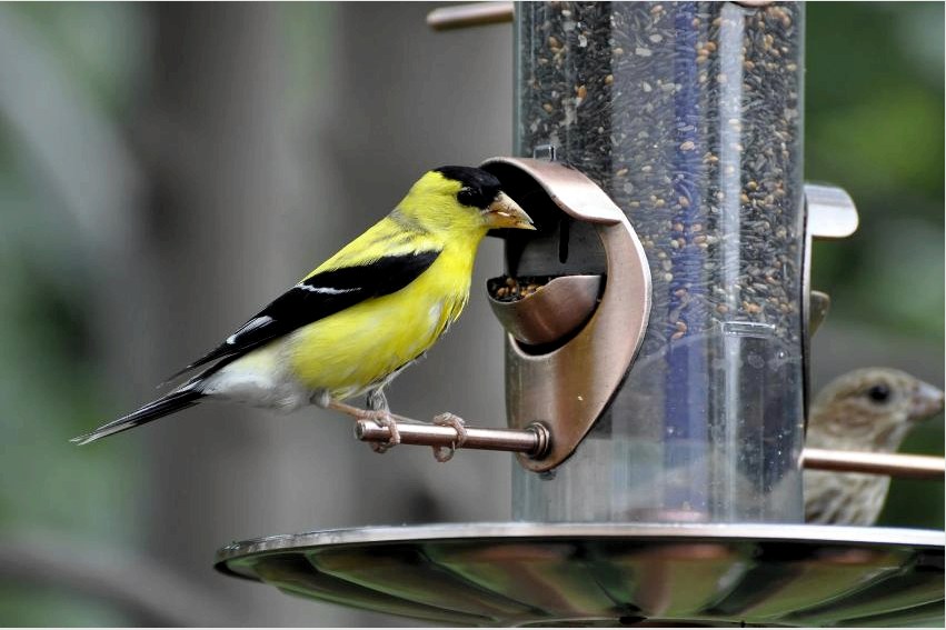 Hopper típusú adagoló két madár egyidejű táplálására
