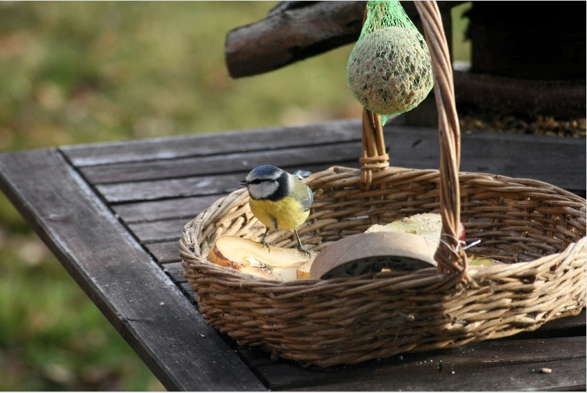 Egy madár számára étkező előállításának egyszerű módja egy fonott kosár használata