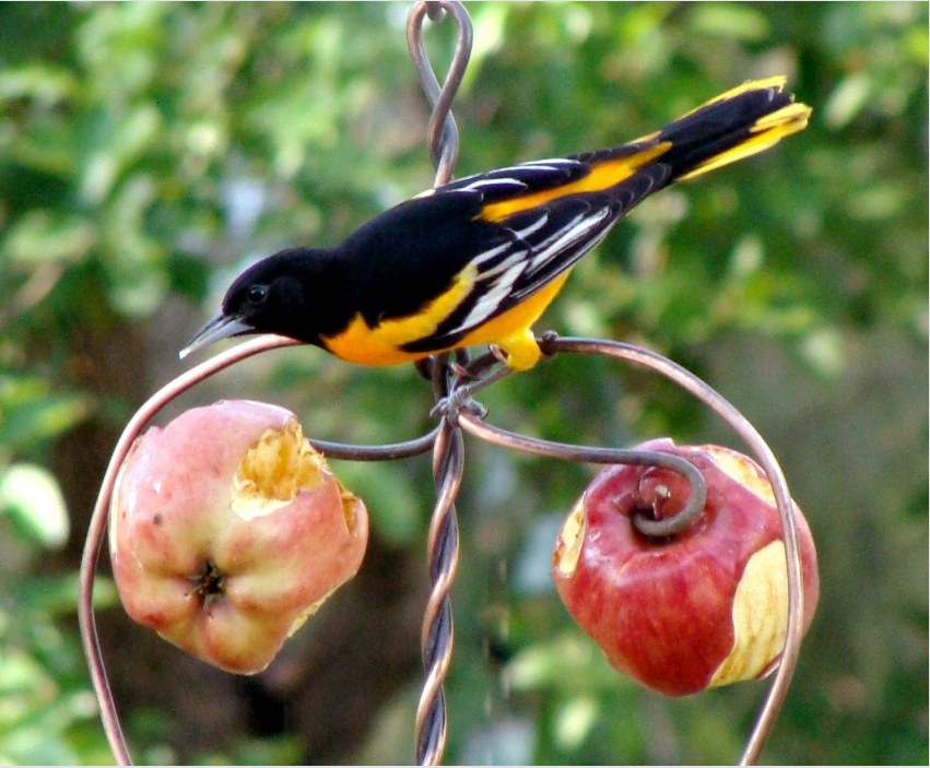 Sült gyümölcstartó madarak vitamin táplálására