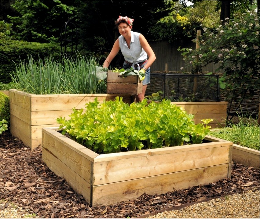 A zöldségek ültetése előtt figyelembe kell venni a növények jövőbeli magasságát, hogy árnyékolt területeket ne lehessen létrehozni az ágyakon