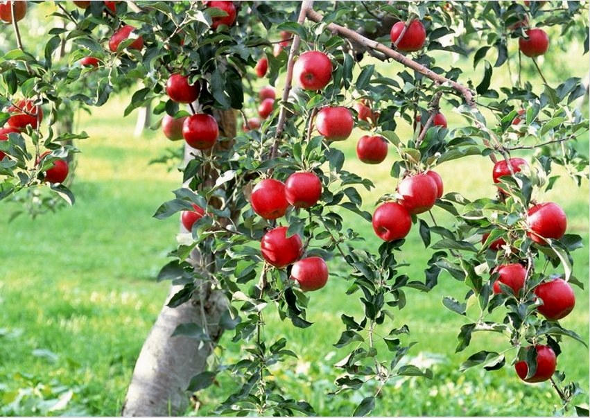 A gyümölcsfák nyáron történő ültetése nem csak díszíteni fogja, hanem hasznot is hoz