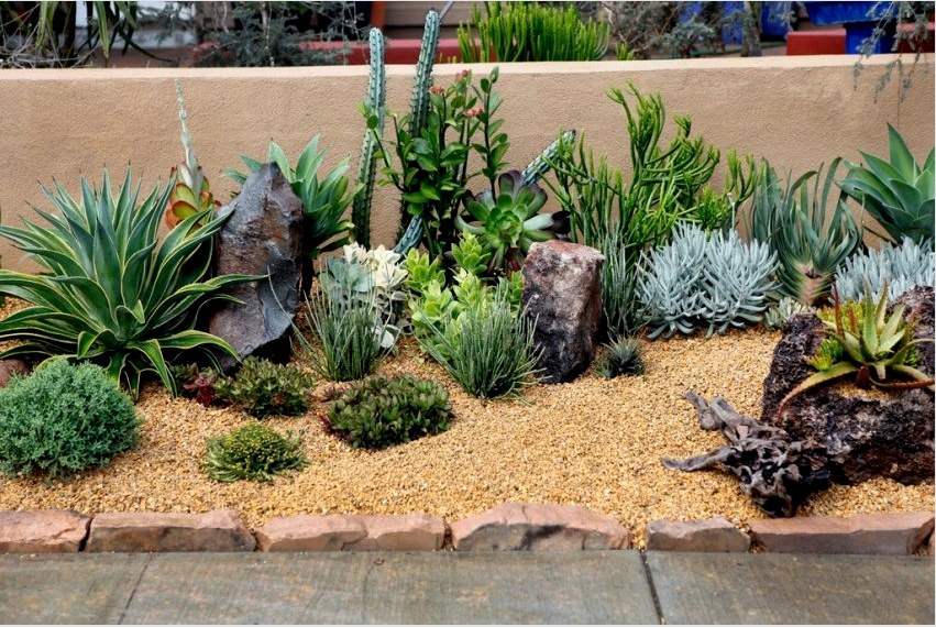 Kaktuszokat és pozsgás növényeket ültetnek a kerítés mentén