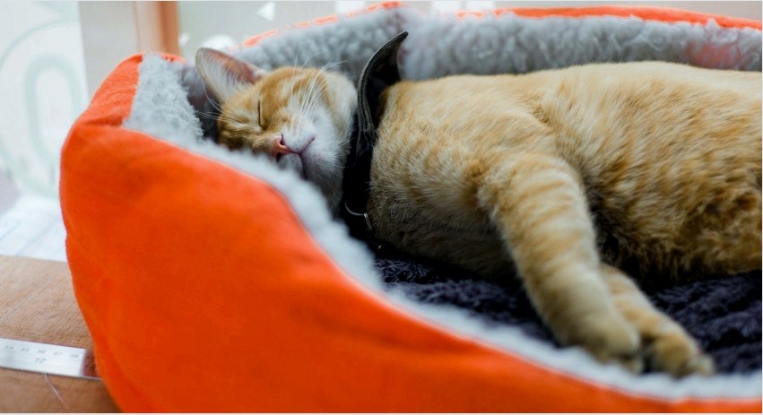 Fontos, hogy a macska a legkényelmesebb körülmények között aludjon.