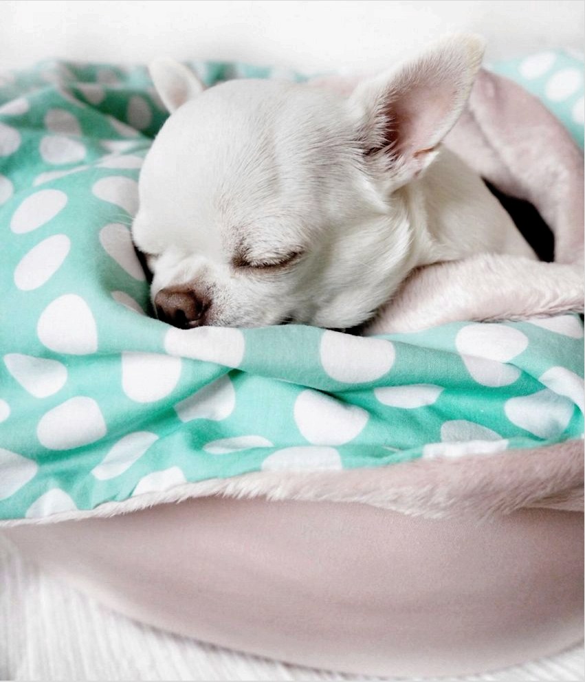 A puha anyagból készült nyugágy jól használható Chihuahua, Toy Terrier, Spitz és más miniatűr kutyák számára