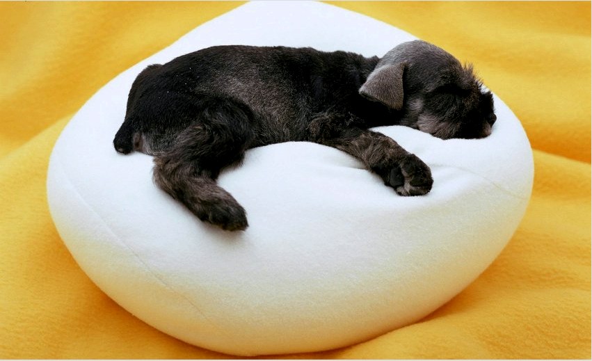 Nyuszi ágy kutyák számára, kicsi kölykök számára