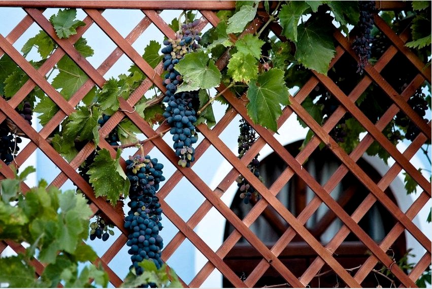 A vidéki kerítések gyakori díszítése a szőlő.