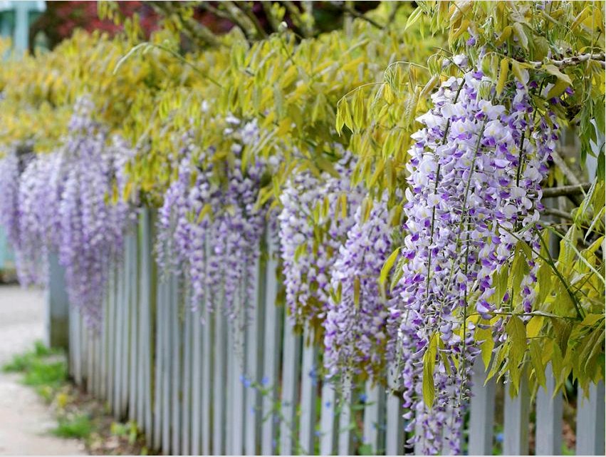 A gyengéd wisteria virágzat hatékonyan díszíti a nyaralót