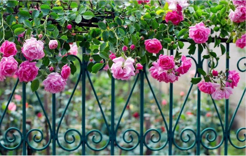A göndör rózsa kiemeli a kovácsolt kerítést