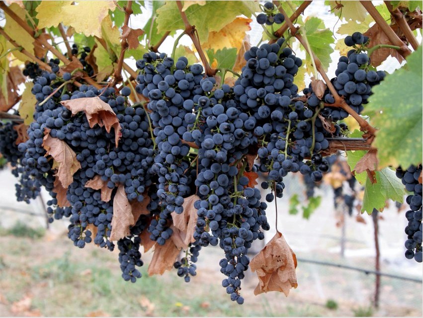 Az Amur áttörésű szőlő nemcsak díszíti a helyet, hanem finom gyümölcsöket is hoz