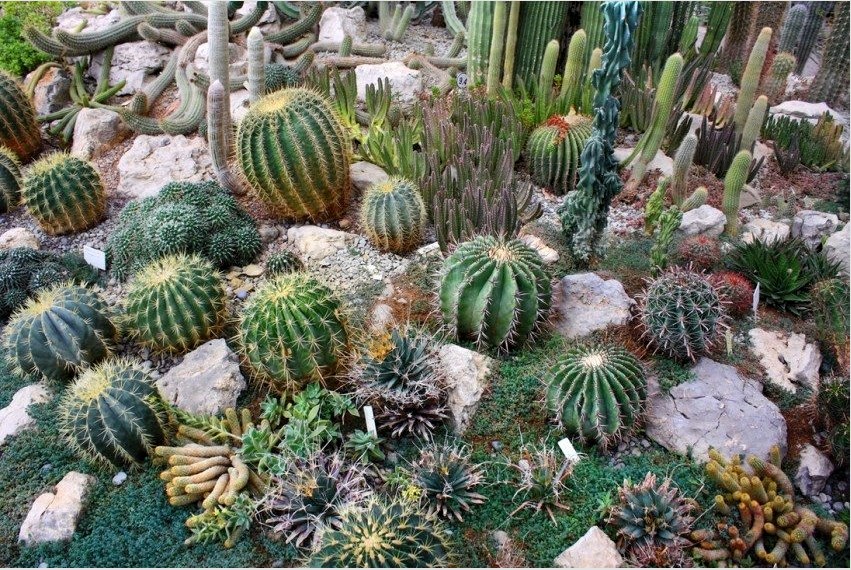 Különböző típusú kaktuszokat használtak a vízszintes sziklamű tervezéséhez.
