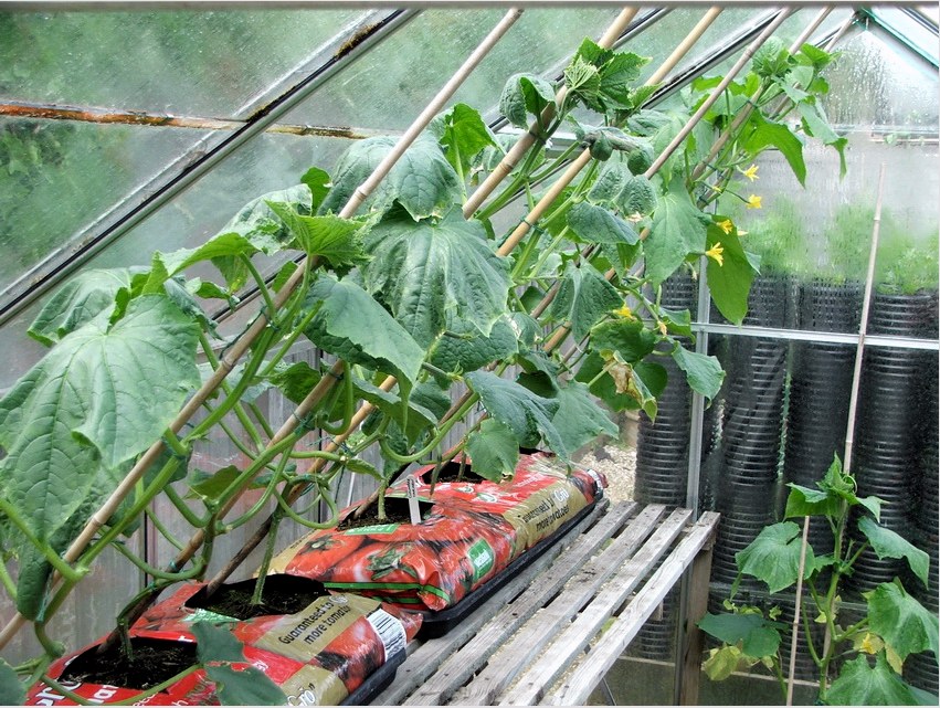 Az uborka üvegházban történő termesztése lehetővé teszi az év nagy részében a friss zöldségek betakarítását