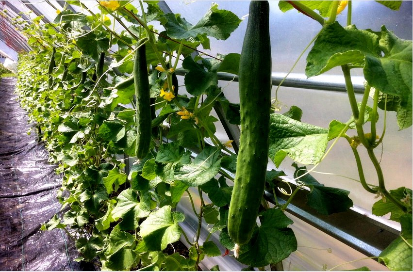 A polikarbonátból készült üvegházak hosszabb ideig tartják a hőt, ideális feltételeket teremtve az uborka termesztéséhez