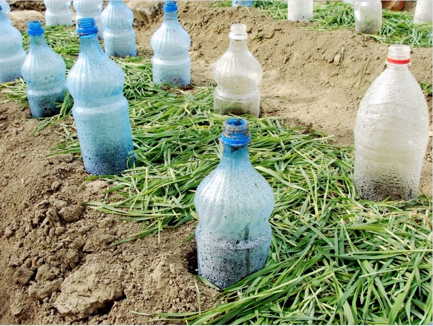 A műanyag palackok használatát a leggazdaságosabb lehetőségnek tekintik a fiatal növények menedékeként.