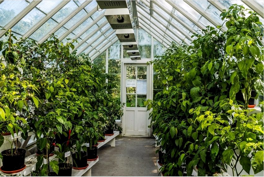 Növekszik zöldség az üvegházban