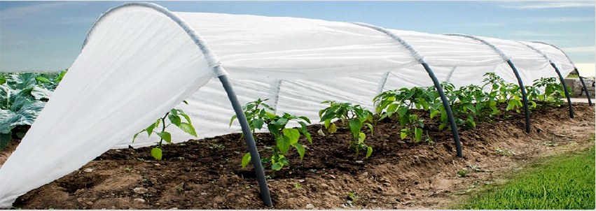 Az üvegház megvédi a növényeket a kártevőktől és a rovaroktól