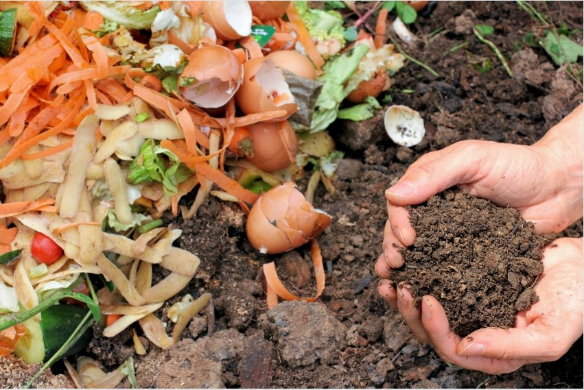 Szerves műtrágyákkal nem csak javíthatja a zöldségfélék minőségét, hanem hasznos ásványi anyagokkal gazdagíthatja a talajt is