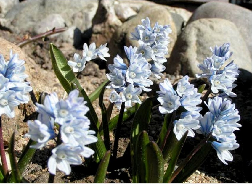 A Puskinia fehér vagy kék virággal rendelkezik.