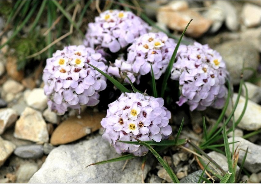 Az Iberis virágok jól néznek ki egy alpesi dombon