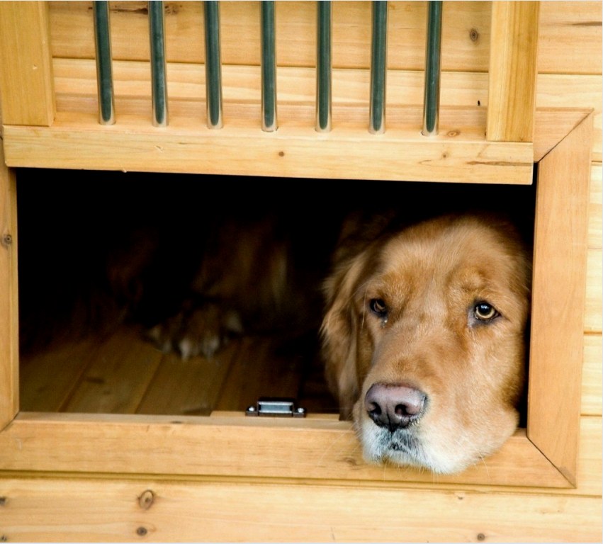 Fából készült kamra építésekor az összes deszkát és egyéb elemet gondosan meg kell tisztítani, hogy elkerülje a kutya sérülését