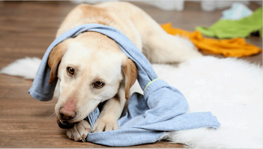 Egy ketrec vagy ketrec kutya számára szükséges az állat megfelelő kiképzéséhez