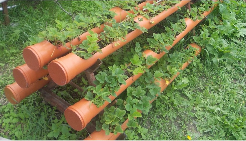 A szamócát műanyag csövekben lehet termeszteni, amelyek csatornák vagy csatornák felszerelésére szolgálnak.