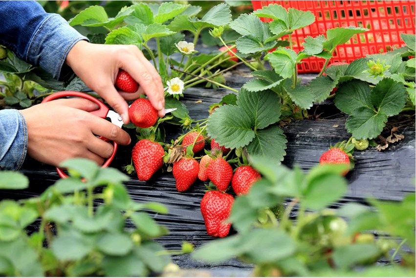 A burkolóanyag csökkentheti a kertészek munkaerőköltségeit az eper termesztése során
