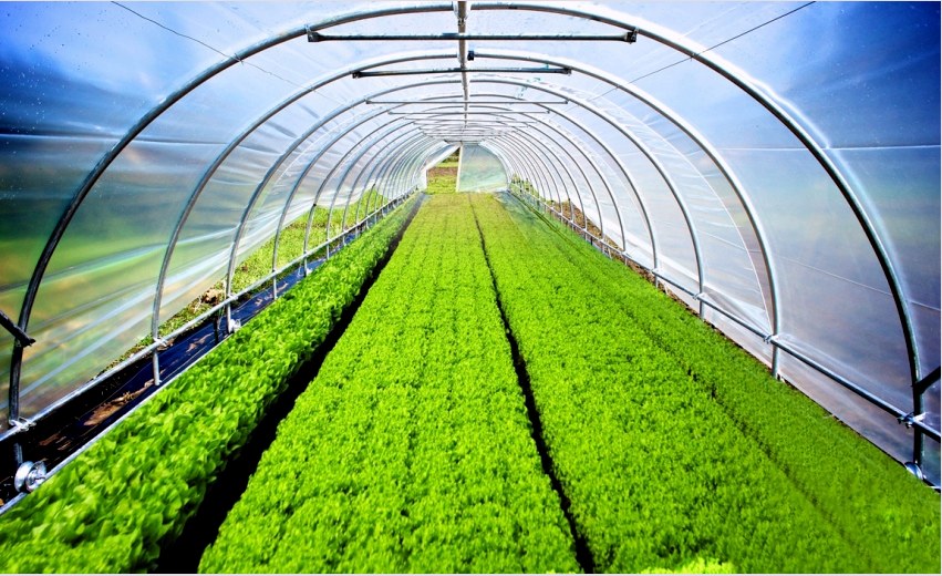 Az Agrofibre hatékonyabbá teszi az üvegházat és az üvegházat
