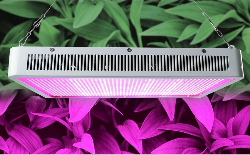 A növényekhez speciális lámpákat használnak, amelyek sugárzási hullámhossza 315-380 nm