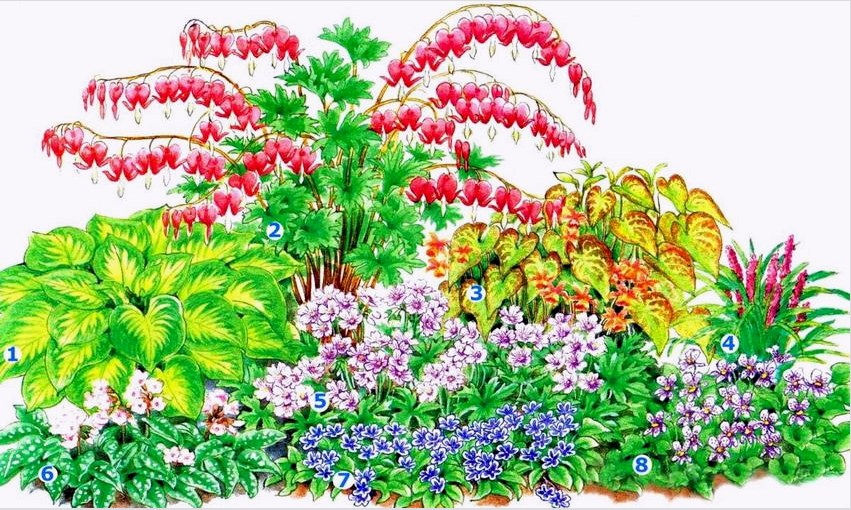 Folyamatos virágzású virágágyás (virágágyás mérete - 1,5 x 2 m): 1 - gazda;  2 - a dicenter csodálatos;  3 - epimediumvörös;  4 - muscari liriope;  5 - muskátli;  6 - fehér virágú tüdővirág;  7 - rugós köldök;  8 - lila
