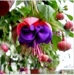 Virágok cserépben: növények a házrészek tervezésében