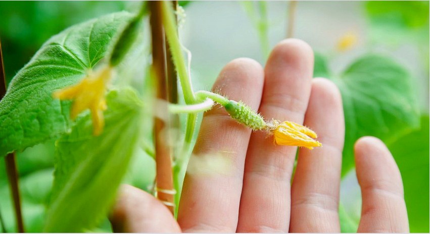 Rácsos uborka: egyszerű módszer nagyszerű terméshozamhoz
