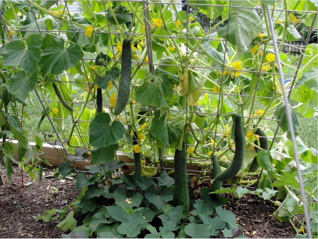 Az uborka kötésével lehetővé válik, hogy több növényt termesszenek egy kis területen