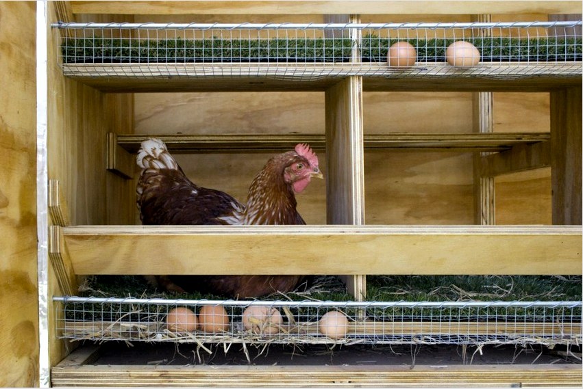 Az egyik lehetőség a tyúkok tojásrakására hálószobával és tojásgyűjtővel