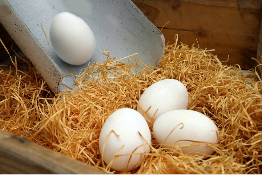 Az Ovipositor megtartja a tojást, ami különösen igaz a nagyszámú csirke esetében