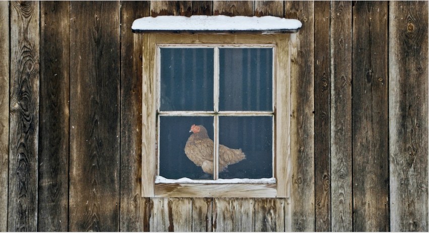 Csináld magad téli csirkeház 20 csirkének: építési jellemzők